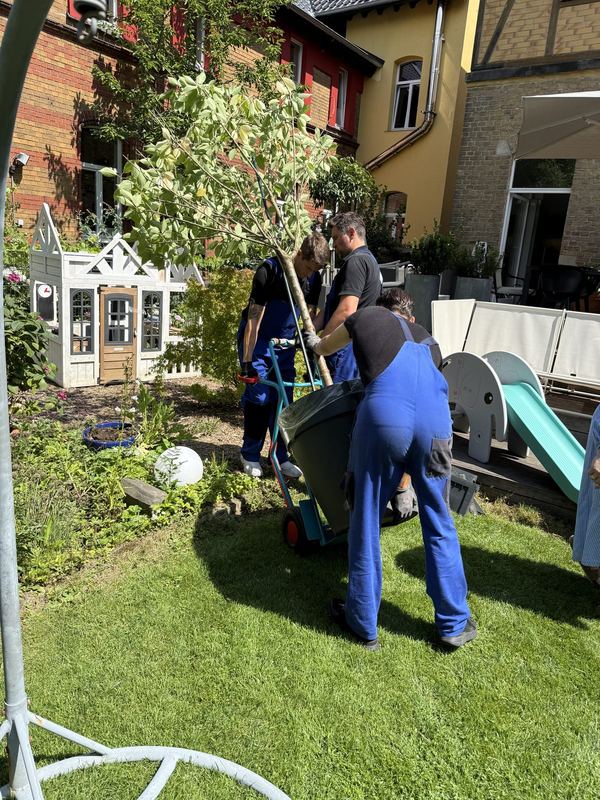 Mit einer Sackkarre bewegen drei Kollegen einen hohen Kübelbaum über eine Terrasse